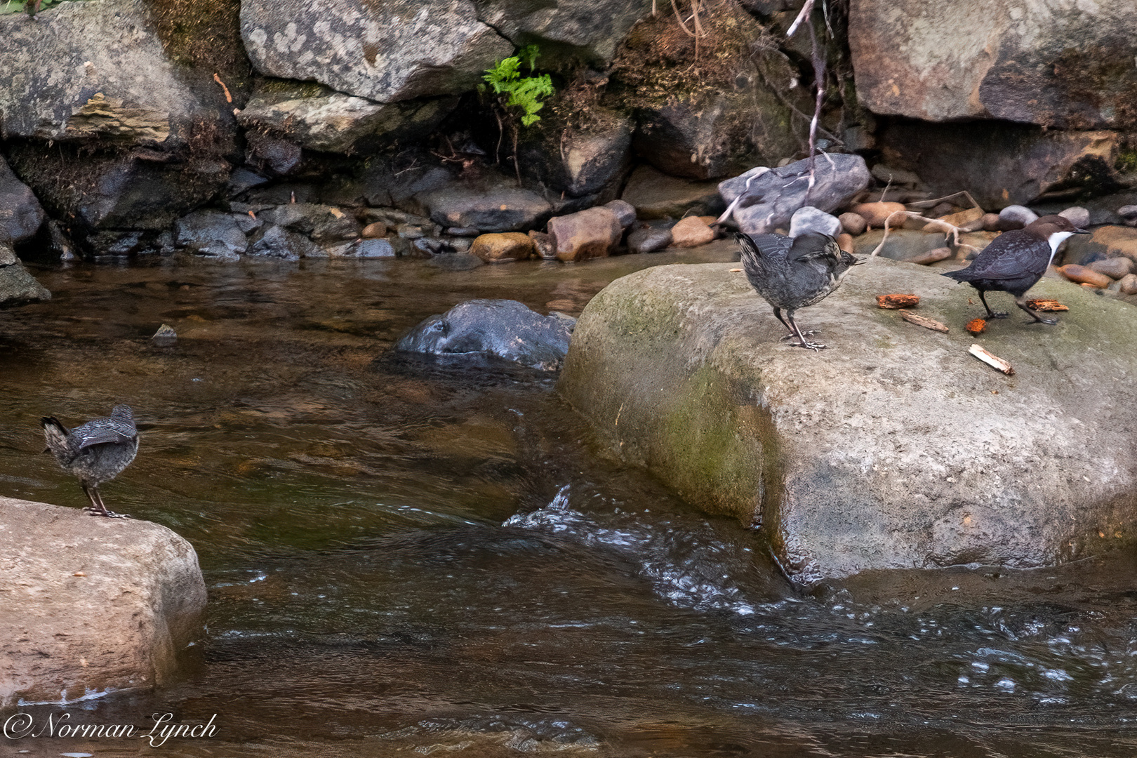 Dippers