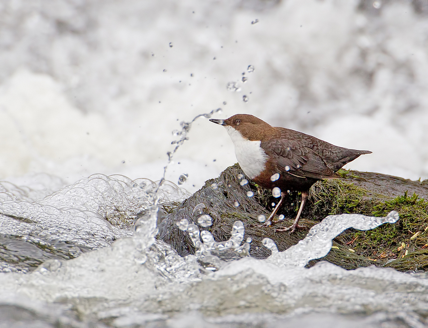 Dippers shower