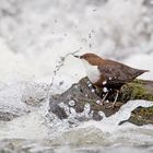 Dippers shower