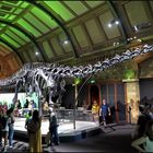 Dippy (Diplodocus) - Natural History Museum - London