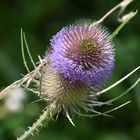 Dipsacus fullonum