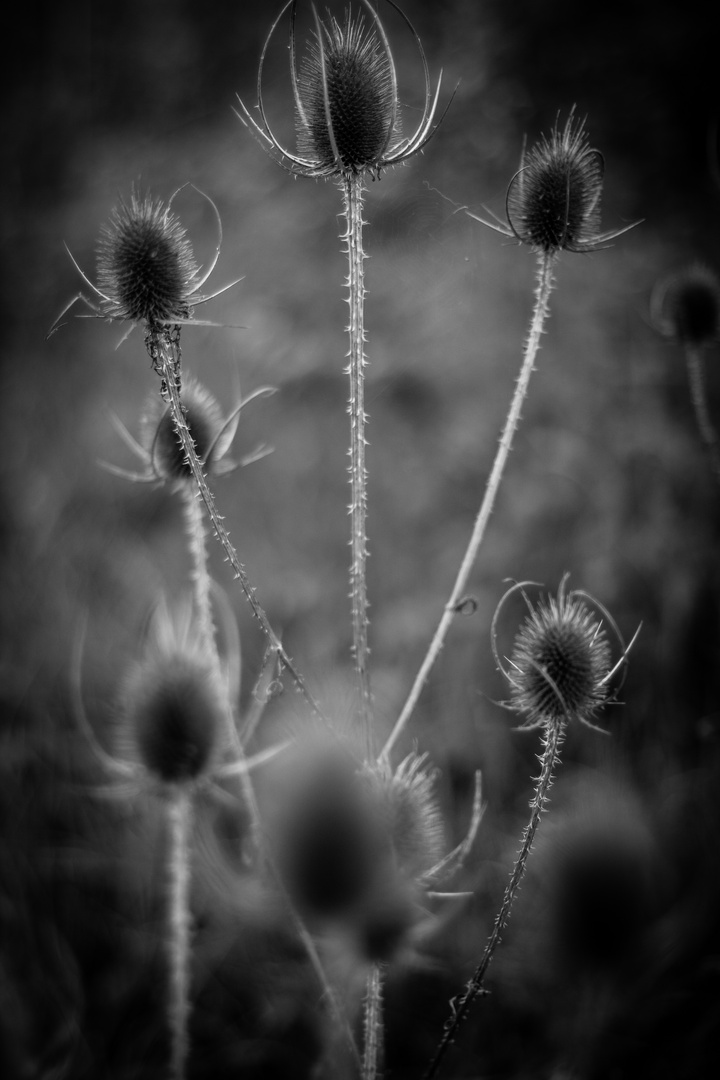 Dipsacus fullonum