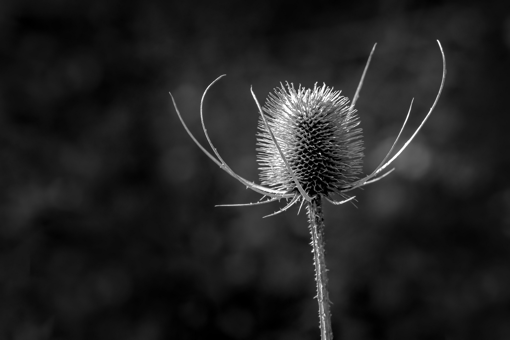 Dipsacus fullonum