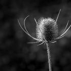 Dipsacus fullonum