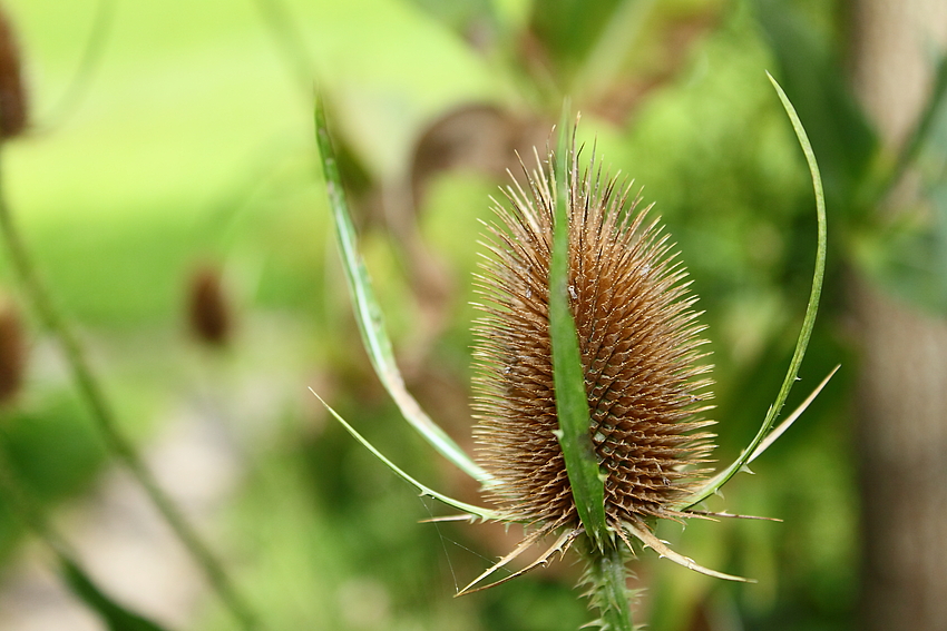 Dipsacus fullonum....