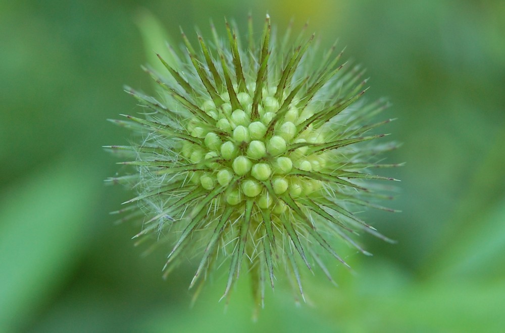 Dipsacus pilosus