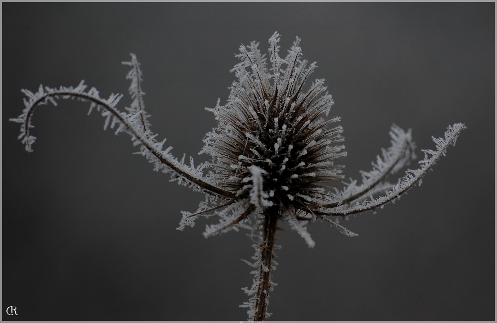 Dipsacus sativus gelicus