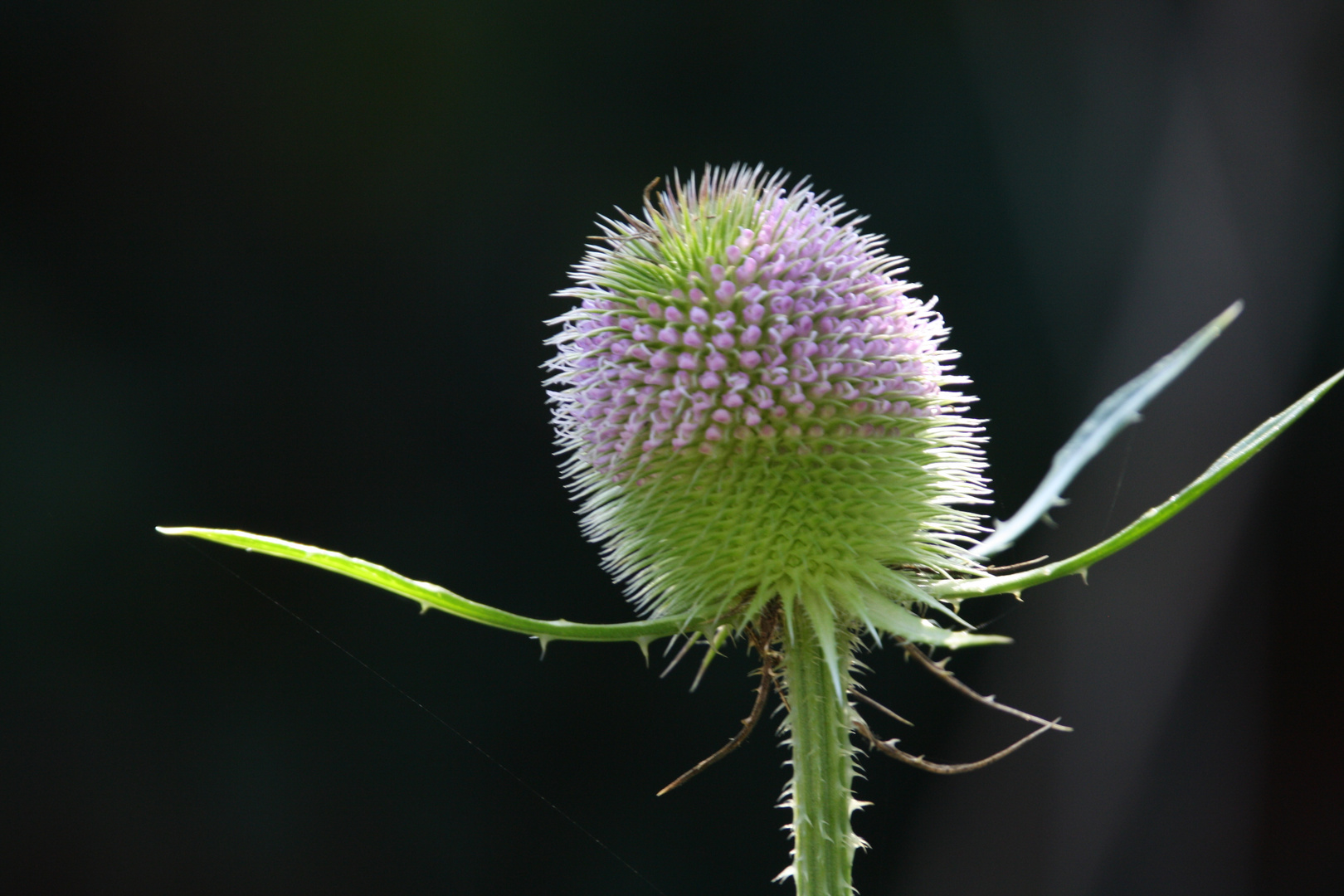 Dipsacus sylvestris (Karde)