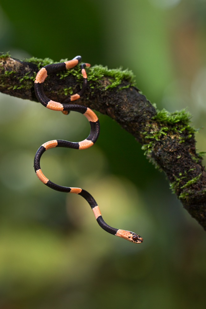 Dipsas gracilis Foto & Bild world, outdoor, makro Bilder auf