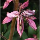 Diptamblüte pink