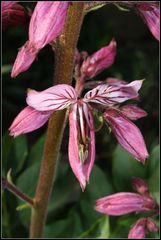 Diptamblüte pink