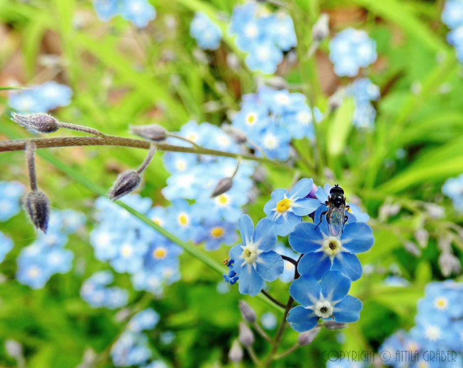 Diptera auf Myosotis