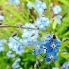 Diptera auf Myosotis