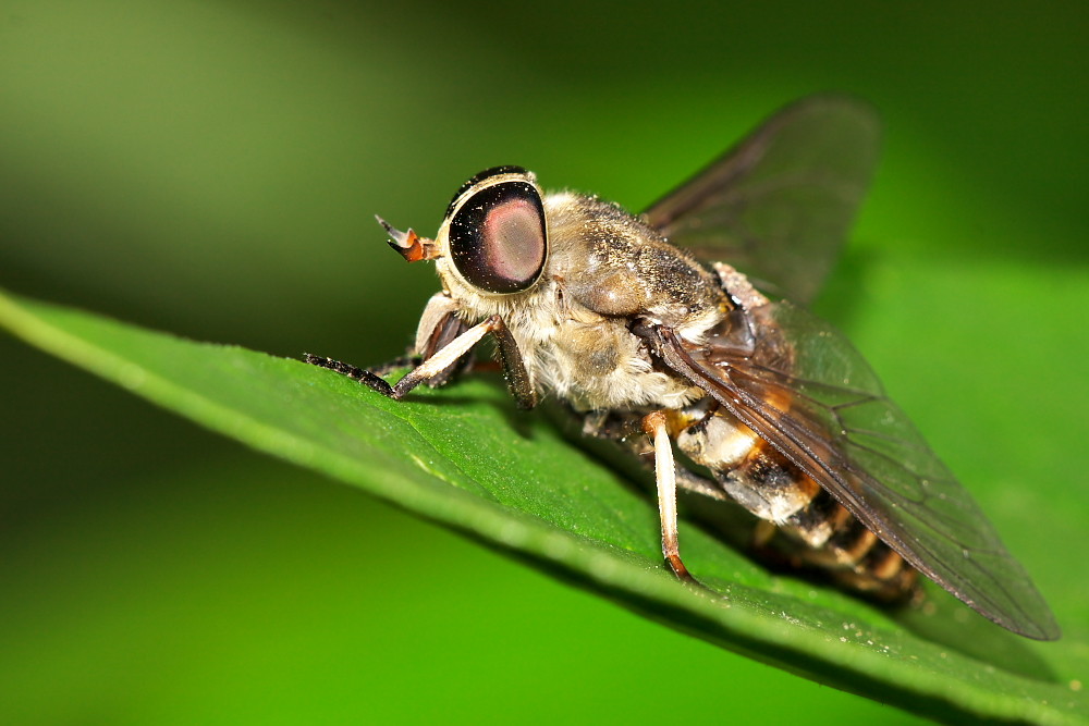 Diptera brachycera