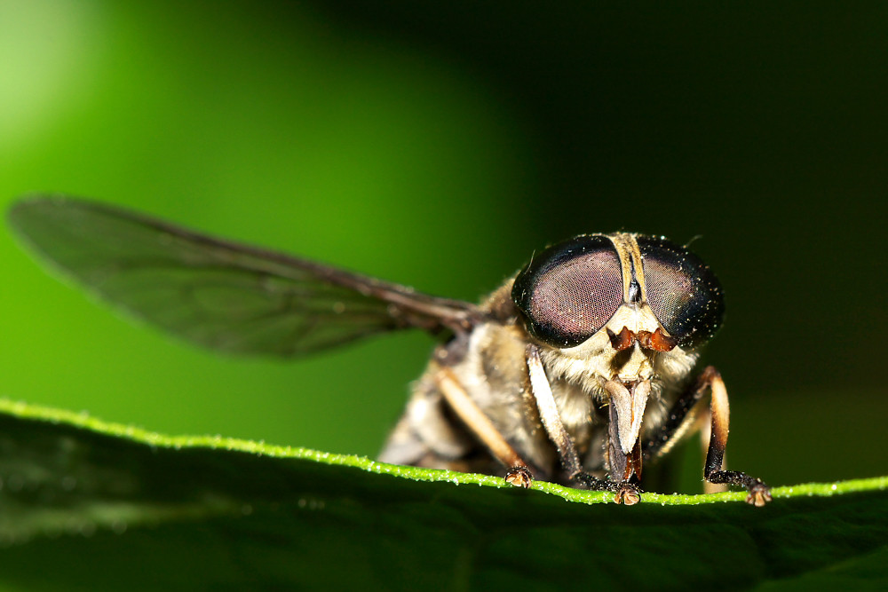 Diptera brachycera II