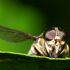 Diptera brachycera II