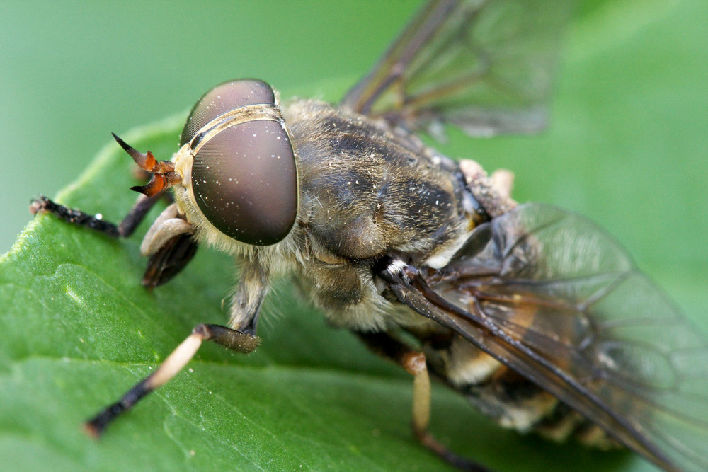 Diptera brachycera III