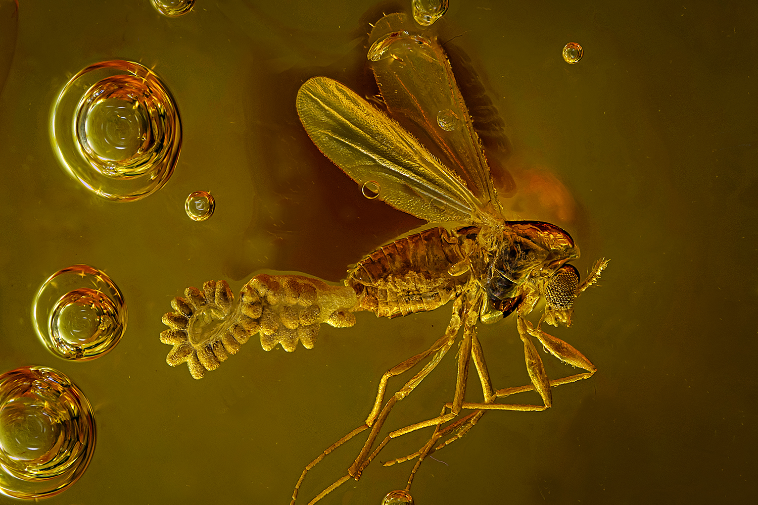 Diptera-Chironomidae (Gallmücke) bei der Eiablage