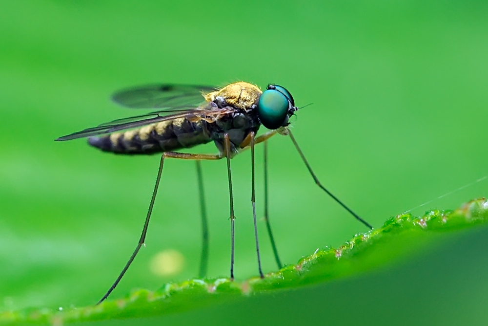 Diptera, Chrysopilus asiliformis