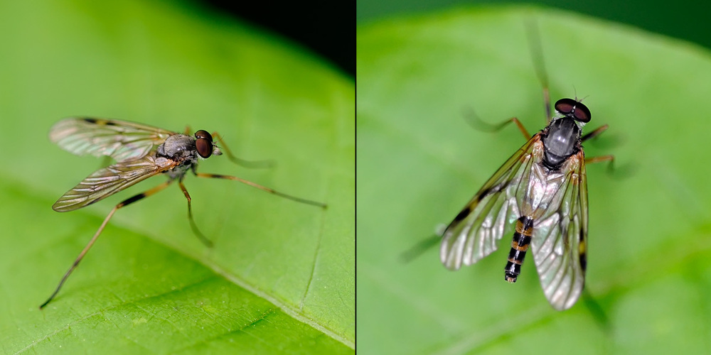 Diptera, Rhagio maculatus