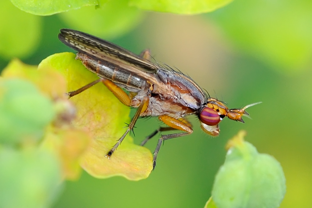 Diptera, Sciomyzidae, Limnia