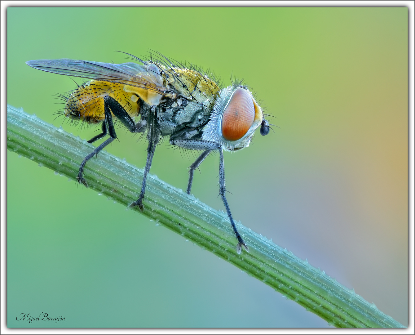 Diptera (Tachinidae)