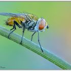 Diptera (Tachinidae)