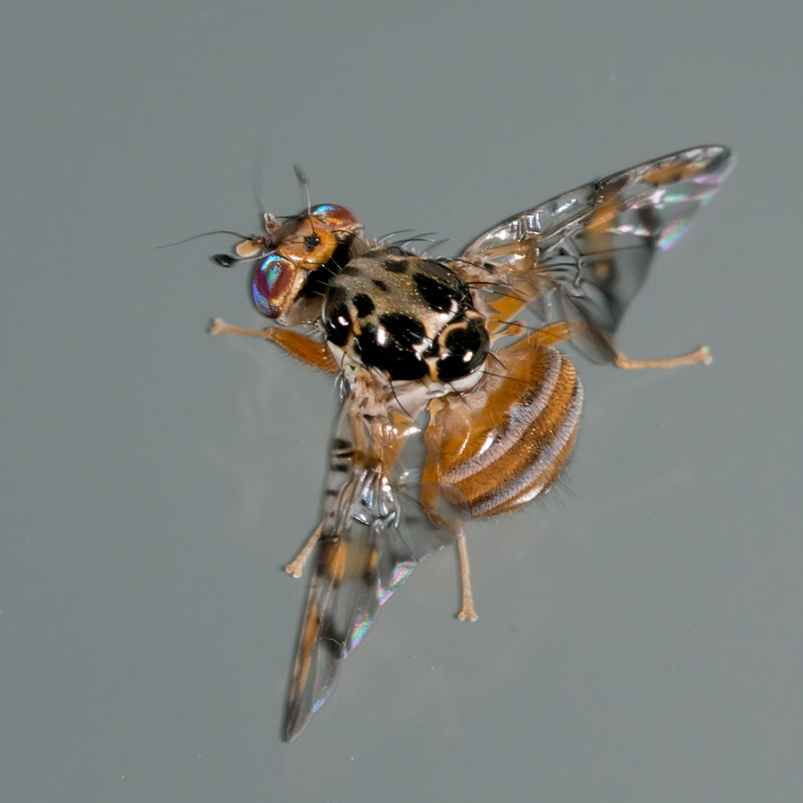 Diptera, Tephrytidae, Ceratitis capitata