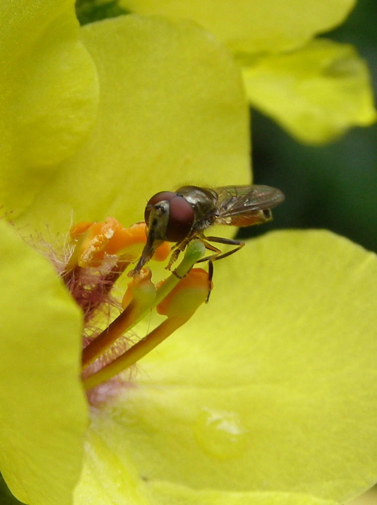 Diptère sur fleur de Molène