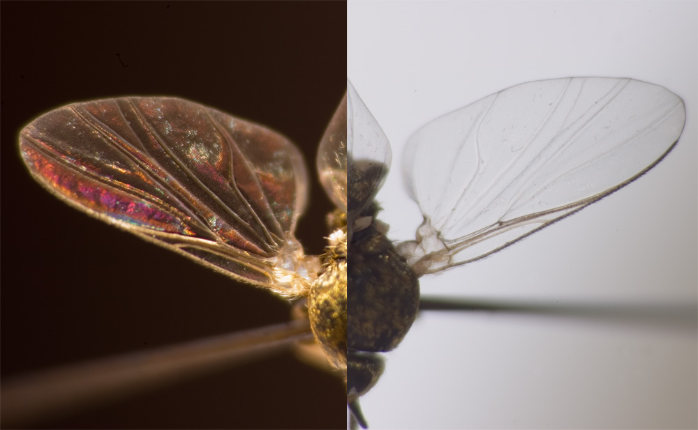 Dipterenflügel zum Bestimmen Fotografieren