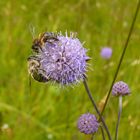 DIPTÈRE + HYMENOPTÈRE