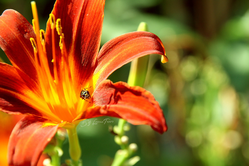 Dir rote Blüte