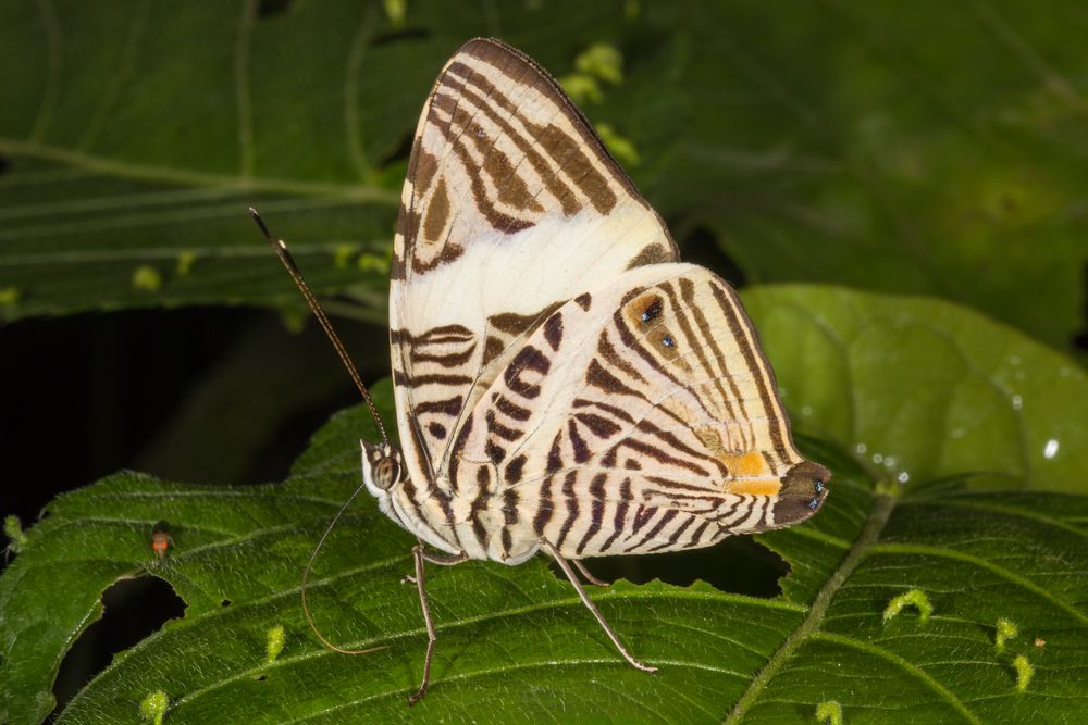 Dirce Beauty (Colobura dirce)