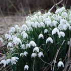 Direkt am Wasser gelegen blüht das frühe Leben