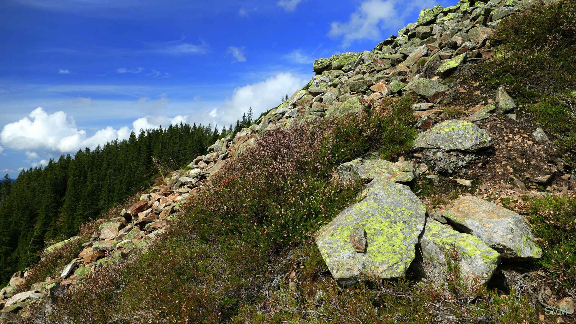 Direkt an der Baumgrenze