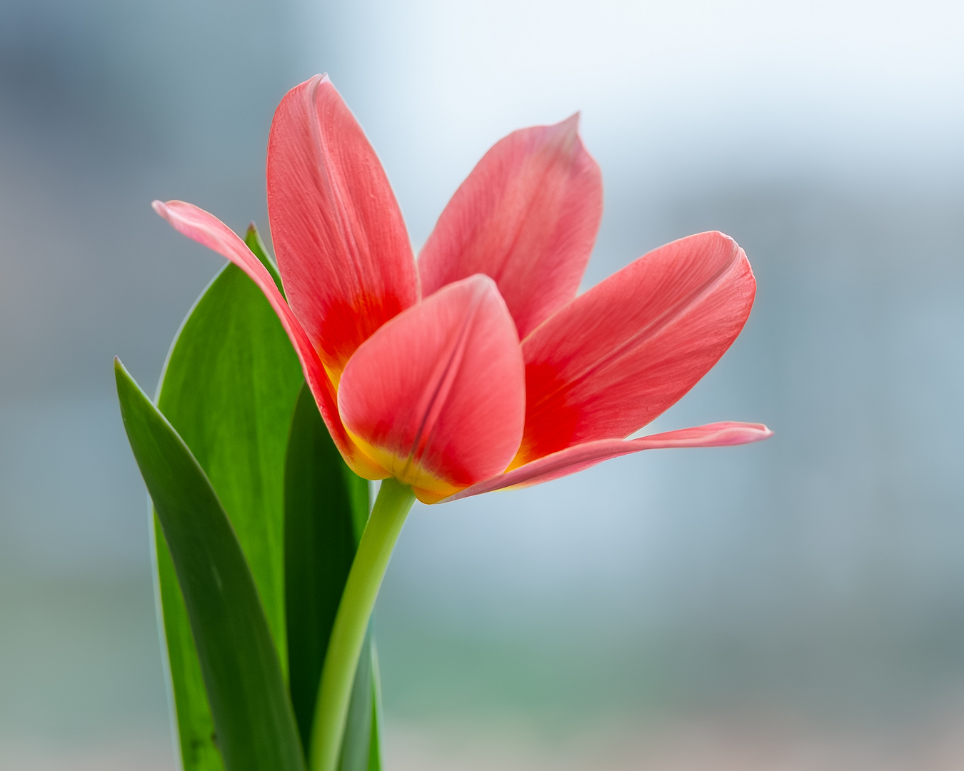 Direkt aus dem Garten. (heute aufgenommen)