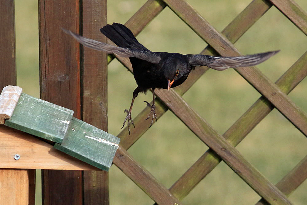 direkt ins Vogelhäuschen