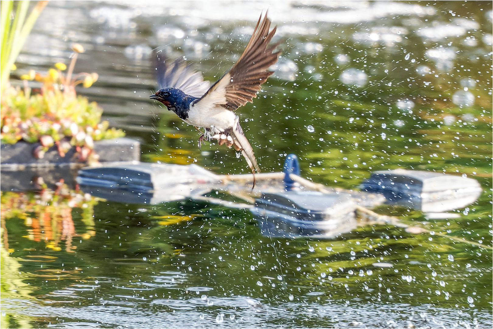 direkt nach dem Wasser-Dip  .....