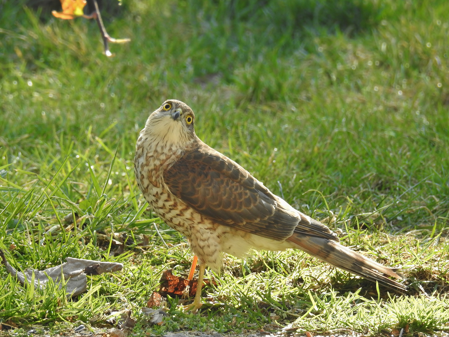 Direkt vor der Terrasse.....