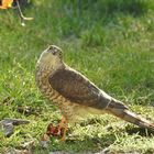 Direkt vor der Terrasse.....