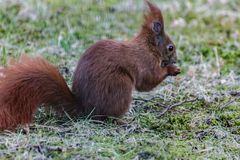 Direkt vor meiner Tür saß dieses Eichhörnchen