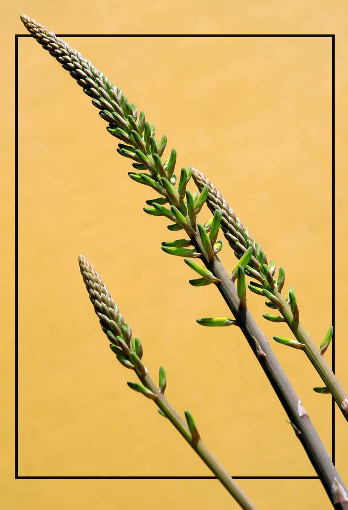 Direttamente dal mio giardino