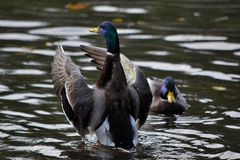 (Dirig)Enten