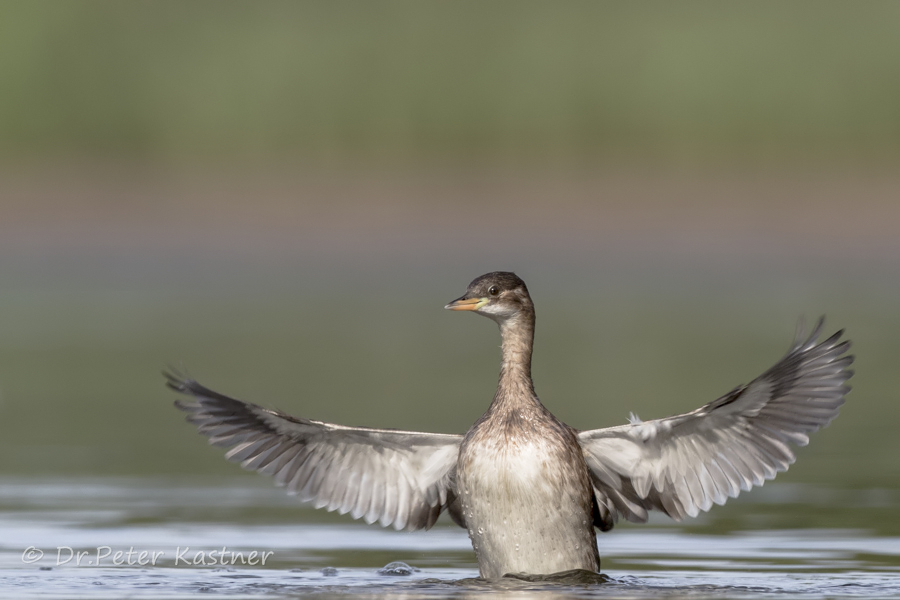 dirigierender Zwergtaucher (Tachybaptus ruficollis)