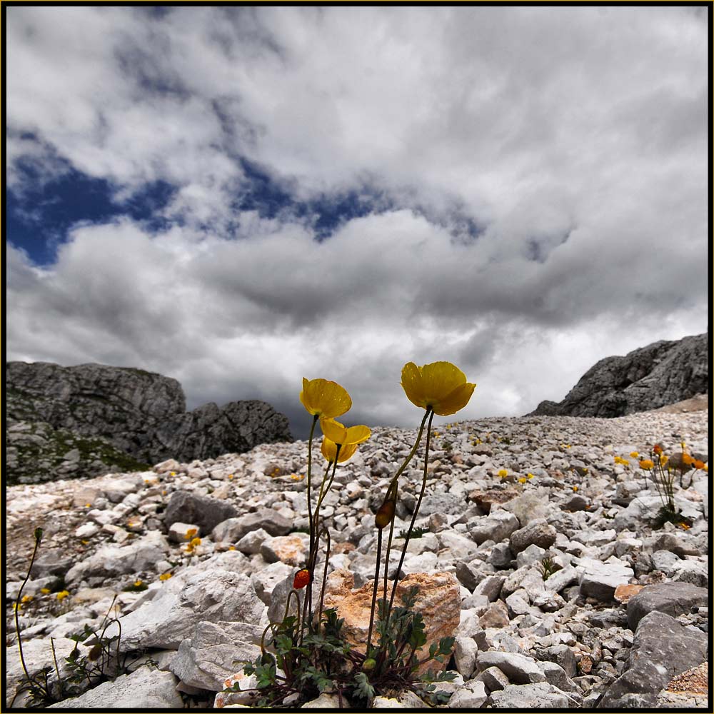 Dirlo con un fiore...