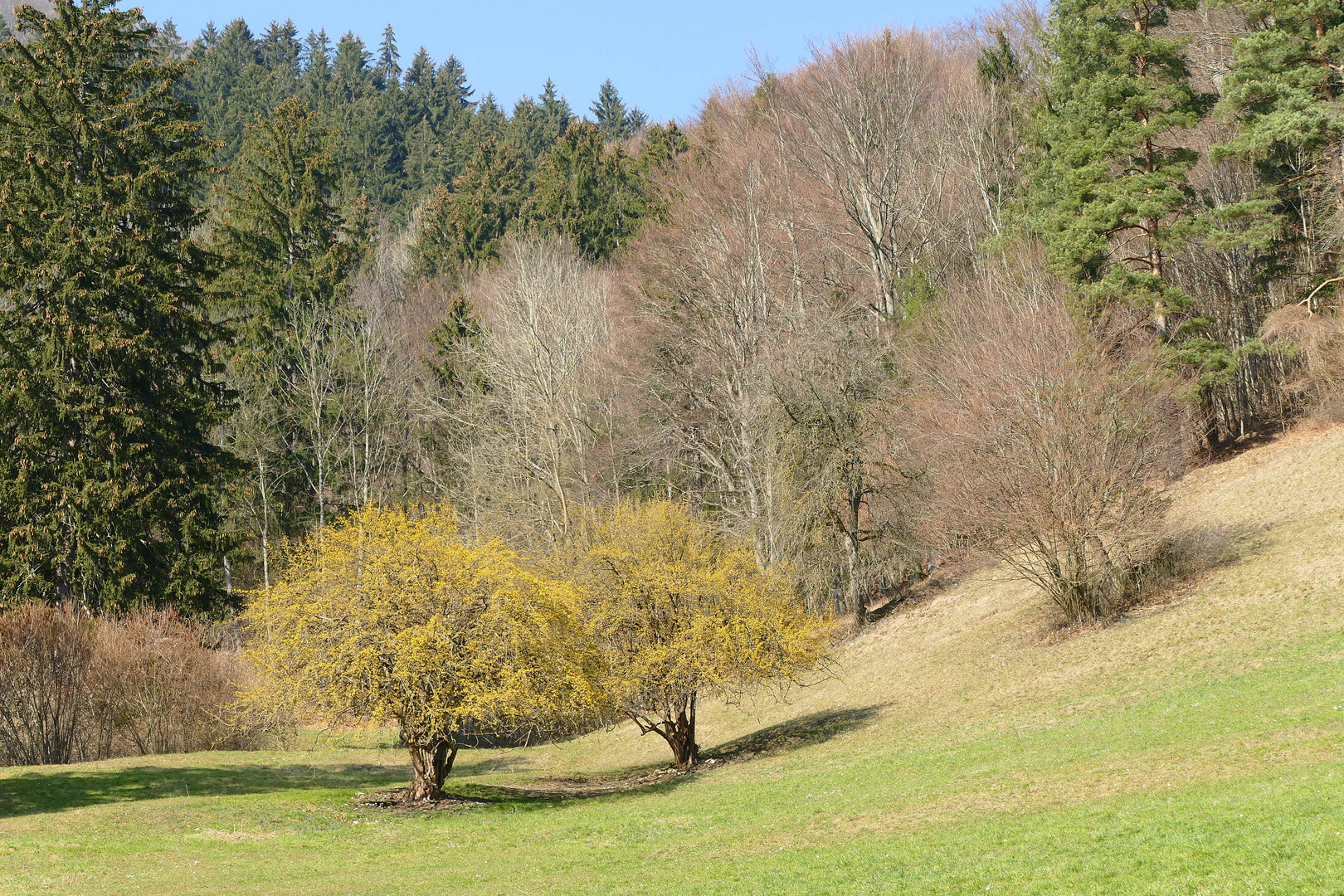 Dirndlbäume im Pielachtal