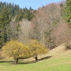 Dirndlbäume im Pielachtal