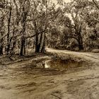  Dirt Road Pothole's