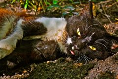 Dirty Cat)