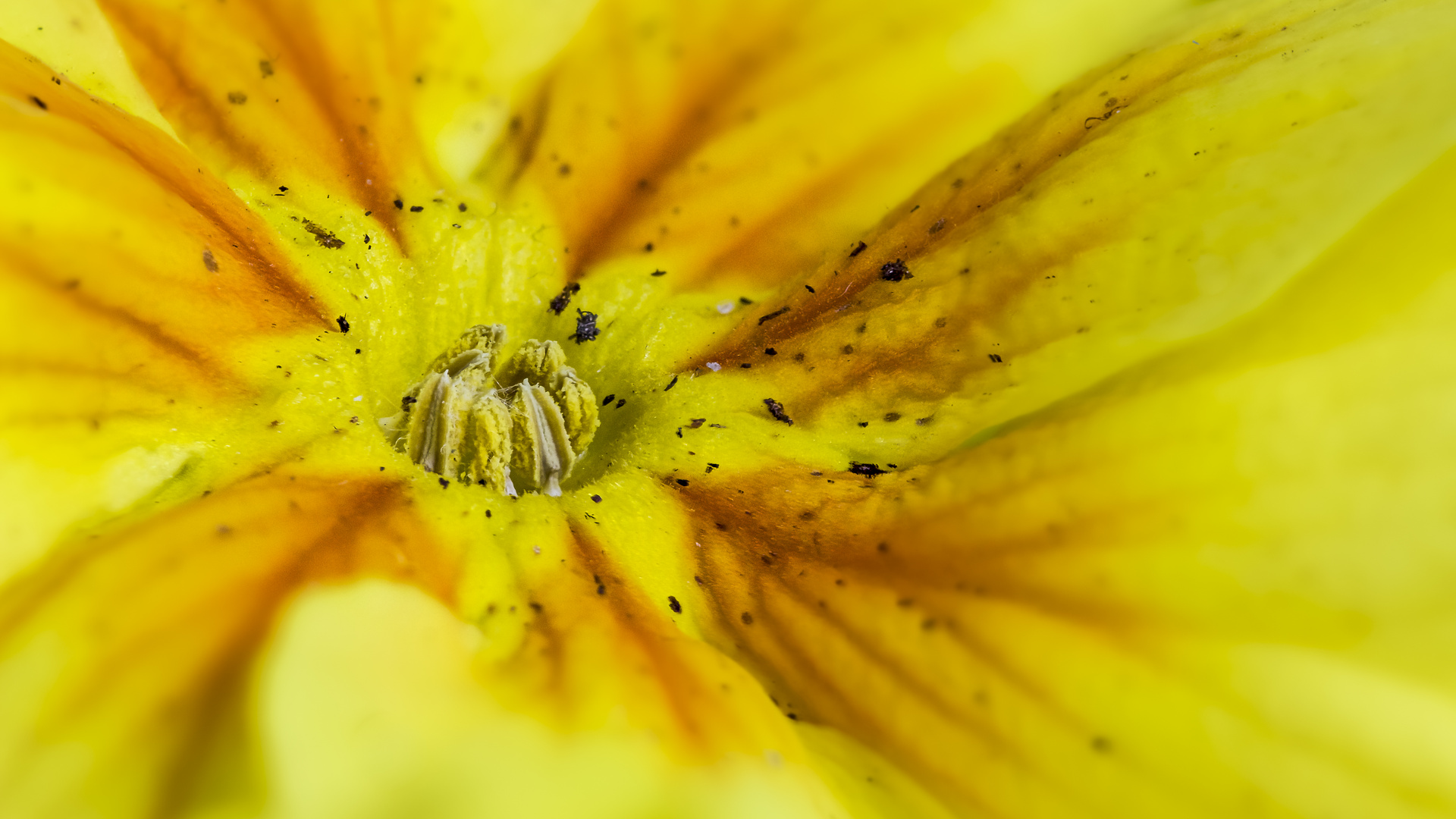 Dirty Flower Foto & Bild pflanzen, pilze & flechten, blüten & kleinpflanzen, gartenpflanzen